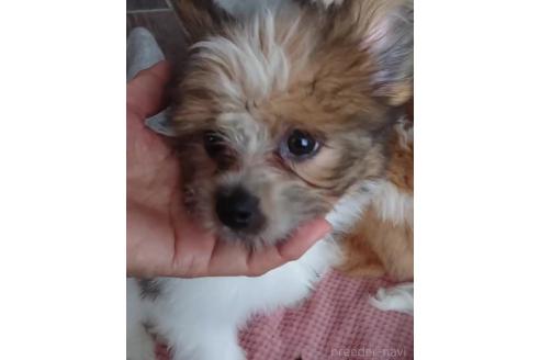 販売中の北海道のミックス犬-396236の5枚目
